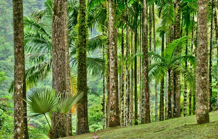 Jardin de Balata