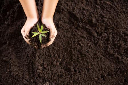 childs-hands-holding-and-caring-young-green-plant